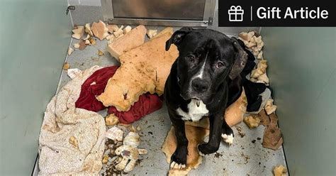 A $75 Million Animal Shelter Opened in Queens. It’s Already .